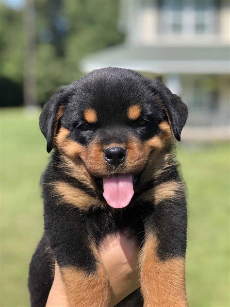 rottweiler for sale